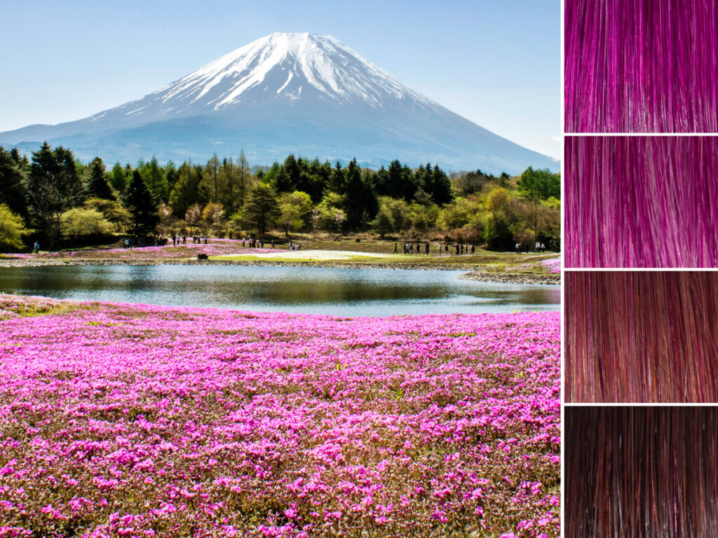 A field of pink shibazakura flowers beside swatches of our Fuji Fuchsia Fantasy pigment