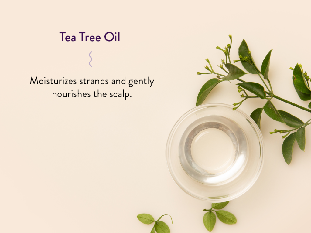tea tree leaves and tea tree oil against a neutral background and benefit text.