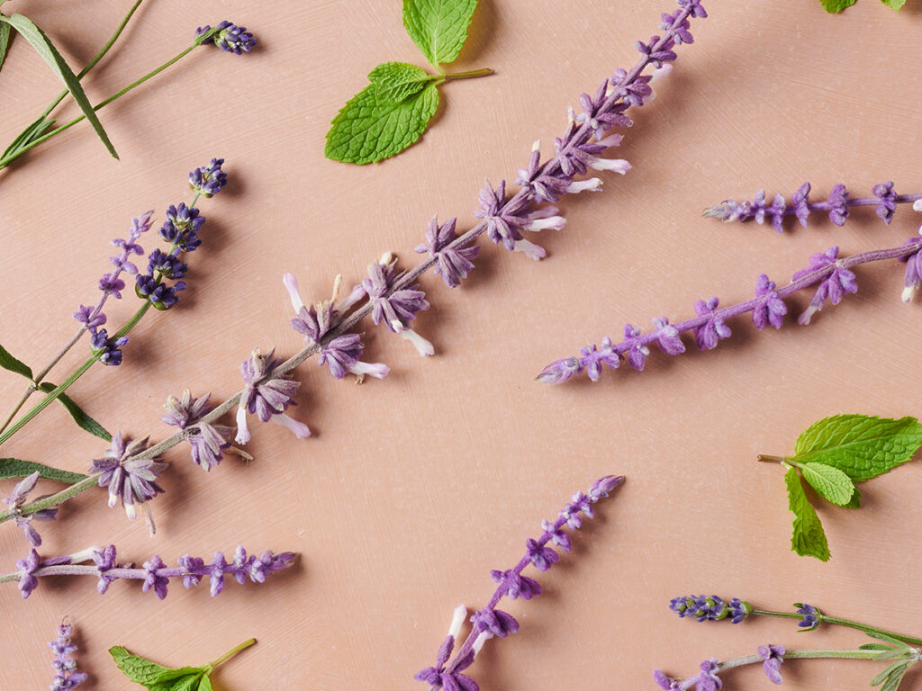 Fresh lavender and mint sprigs shown on a neutral background. 